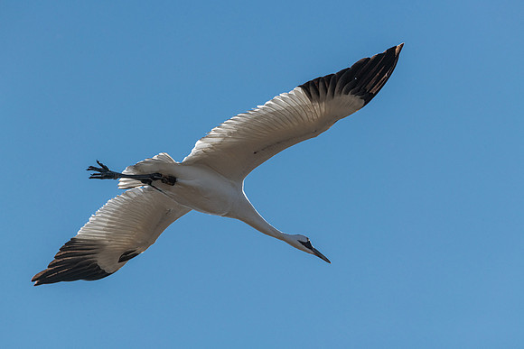 Whooping Crane in Flight
