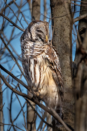Barred Owl Side-eye