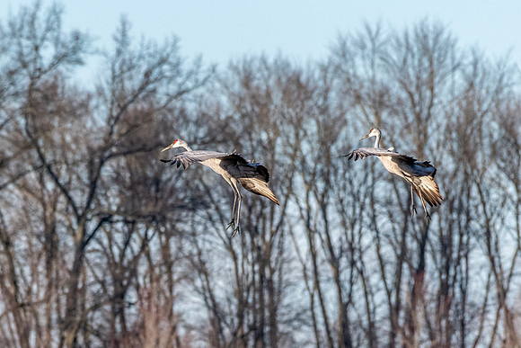 Sandhill Cranes Landing