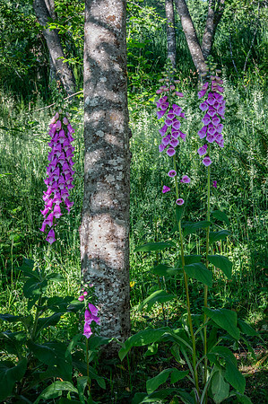 Foxglove, Alder, Coldwater Lake, Washington