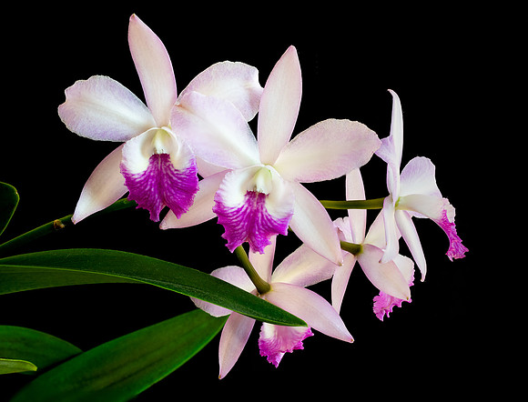 Orchid