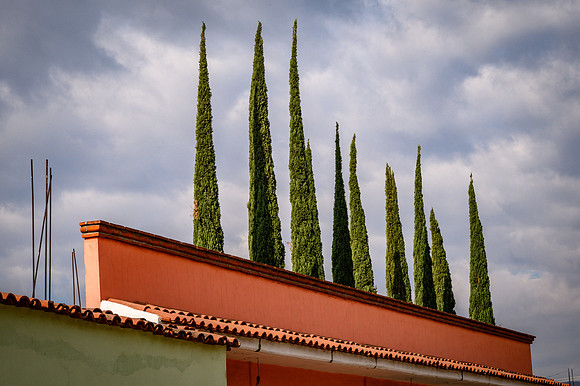 Teotitlán Trees