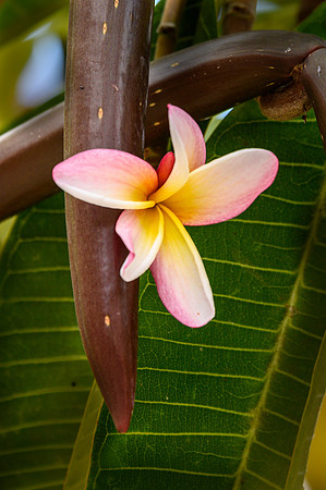 Plumeria
