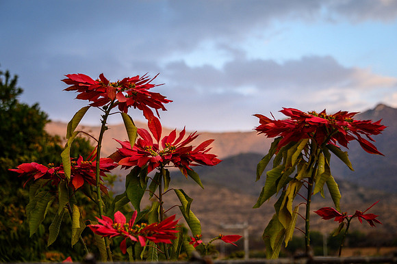 Poinsettias