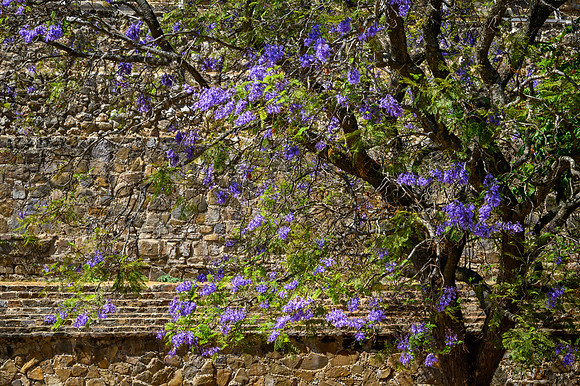 Monte Albán Tree & Wall