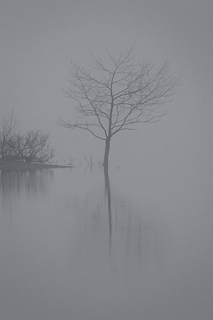 Foggy Tree, Lake Monroe