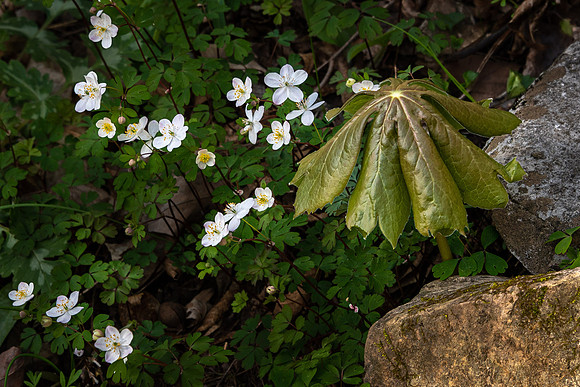 Wildflowers & Rocks