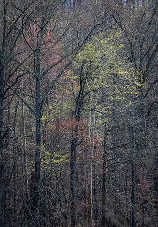 Early Spring