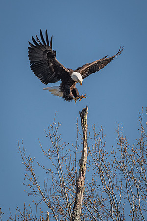 Coming in for a Landing