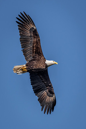 Soaring Eagle