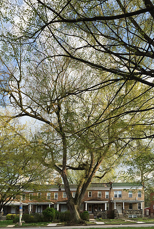 Trees & Rowhouses, Spring, Baltimore