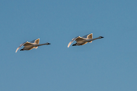 Tundra Swan Pair