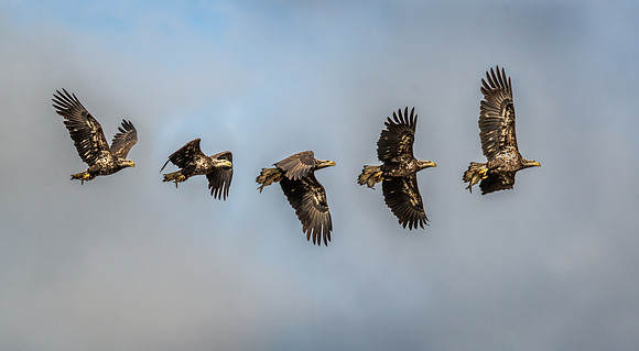 Juvenile Bald Eagle, Blackwater NWR