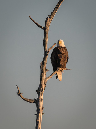Bald Eagle, Blackwater NWR