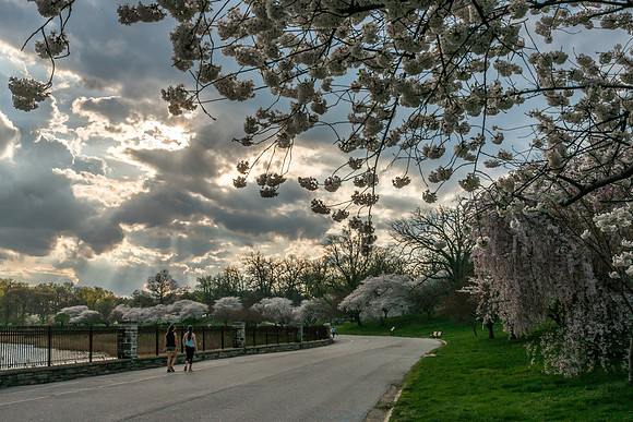 Druid Park Lake Spring #3