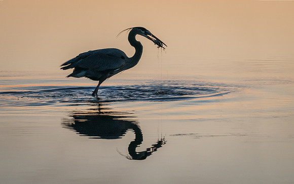 Great Blue Heron Fishing