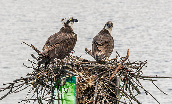 Osprey