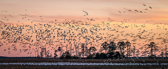 Snow Geese, Blackwater National Wildlife Refuge, Maryland