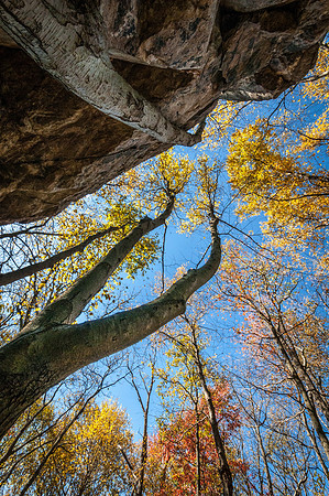 Trees and Rock