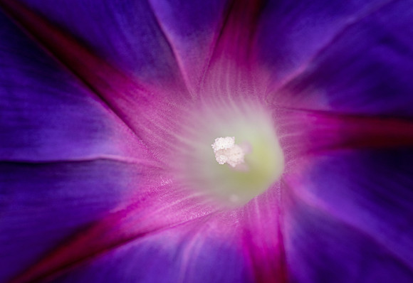 Morning Glory Detail