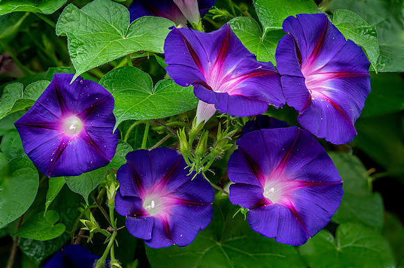 Morning Glory
