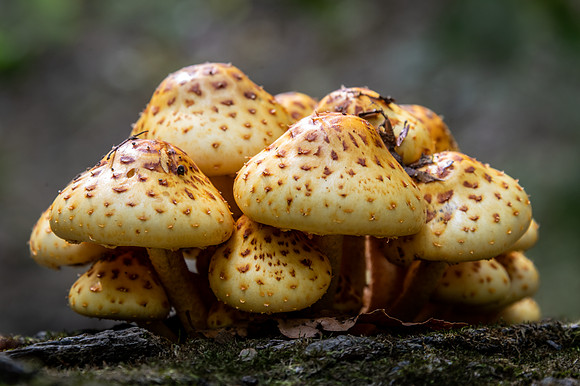 Fungi