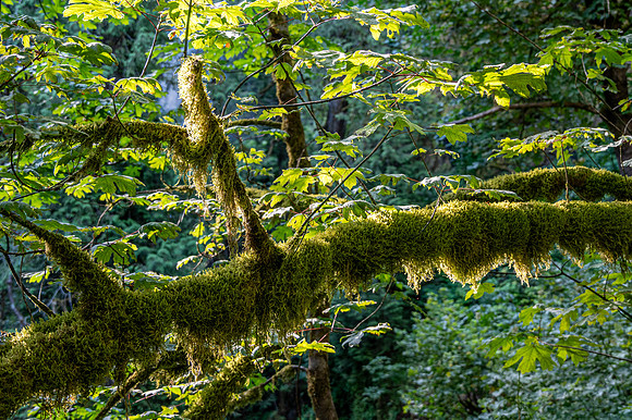 Mossy Tree, Multnomah Falls, Oregon