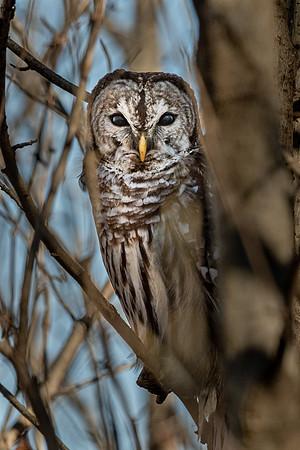 Barred Owl