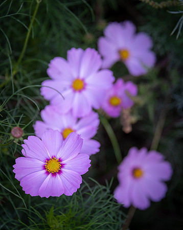 Cosmos