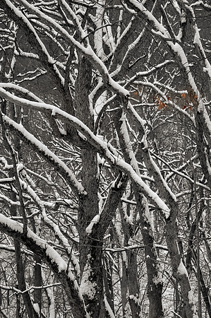 Beech Leaves in Winter