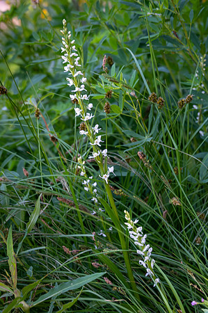 Tall White Bog Orchid, Castle Crest Wildflower Trail, Crater Lake National Park, Oregon
