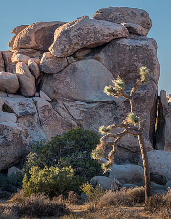 Joshua Tree National Park, California