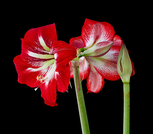 Amaryllis