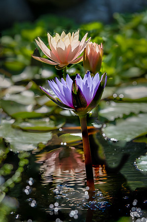 Waterlilies