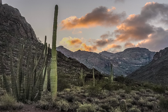 Sunset, Organ Pipe Cactus National Monument